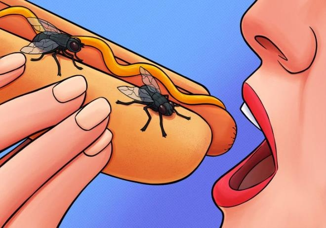 Cơ thể sẽ ra sao nếu ăn phải thức ăn bị ruồi đậu? - 2