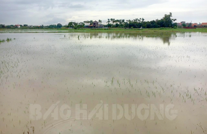 Mưa lớn làm 27 ha lúa, rau màu ở phường Hoàng Tân bị ngập