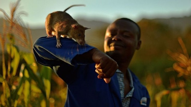 Dân sinh - Chú chuột được nhận huy chương vàng vì thành tích vẻ vang