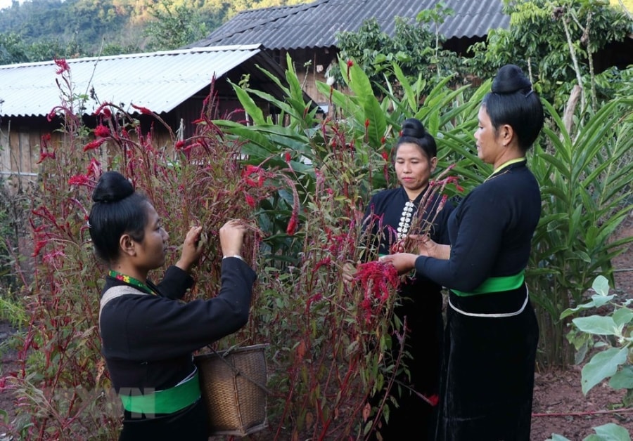 Unique cockscomb flower festival of Cong ethnic people hinh anh 1