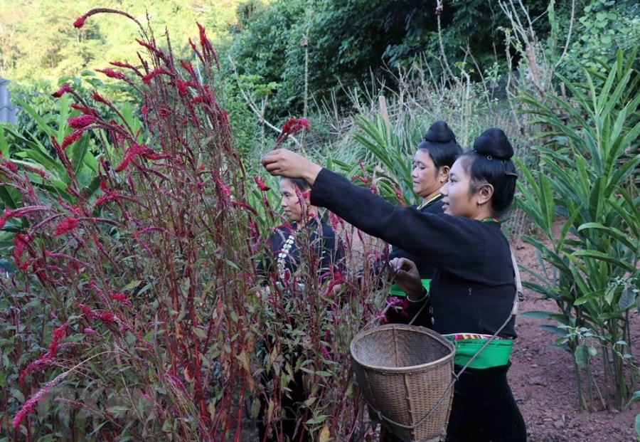 Unique cockscomb flower festival of Cong ethnic people hinh anh 3