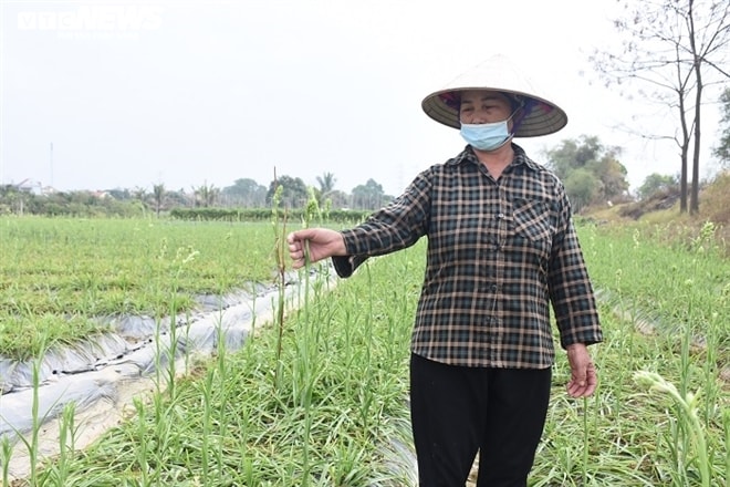 Đào Tết mắc kẹt vì COVID-19, nông dân Chí Linh nguy cơ ôm nợ khổng lồ - 5