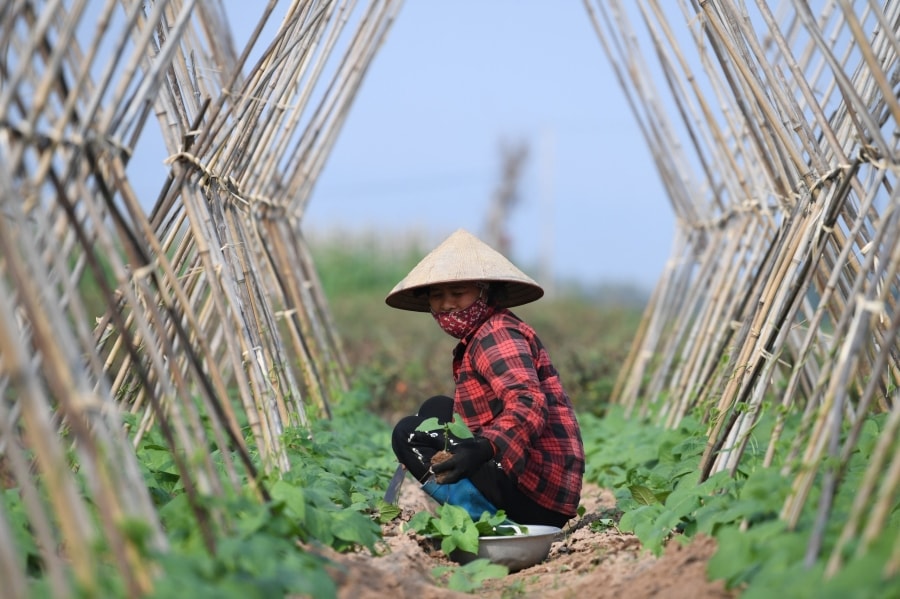 Nhân Huệ - nơi màu xanh hồi sinh từ lòng nhân ái