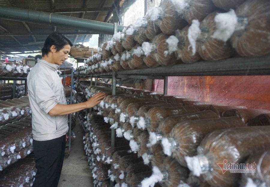 Nông dân lên mạng mày mò cách trồng nấm, mỗi năm bỏ túi gần nửa tỷ