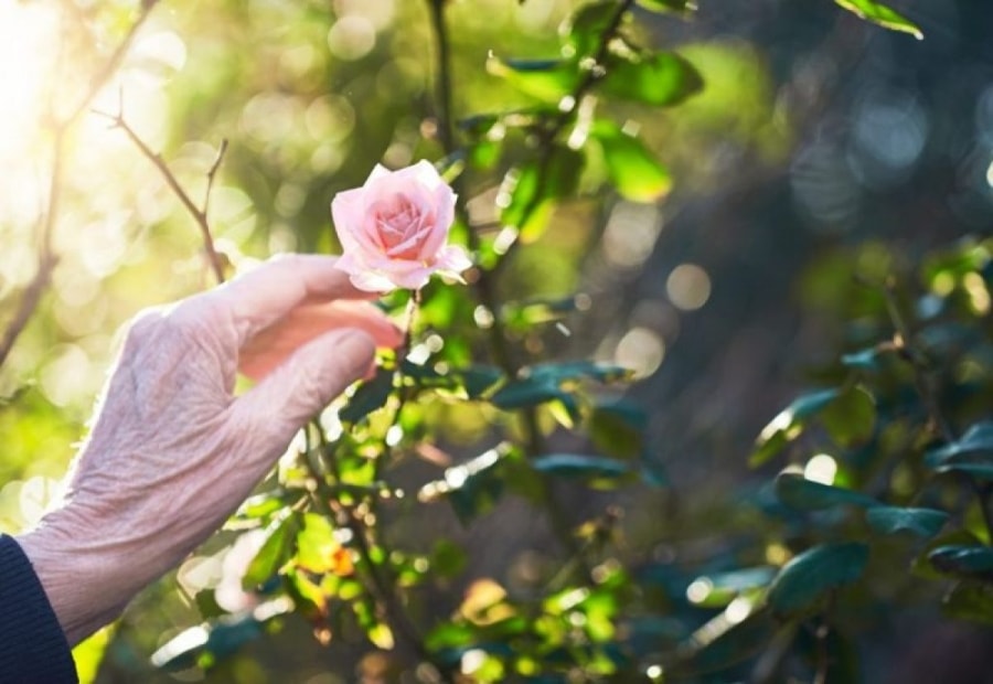 Túi trà lọc chứa rất nhiều nitơ, do đó có thể được sử dụng làm phân bón. Bạn có thể xé mở túi trà lọc đã qua sử dụng rồi rắc bã trà vào gốc cây. Nước trà loãng cũng có thể được xịt lên cây để ngăn côn trùng và sâu bệnh./.