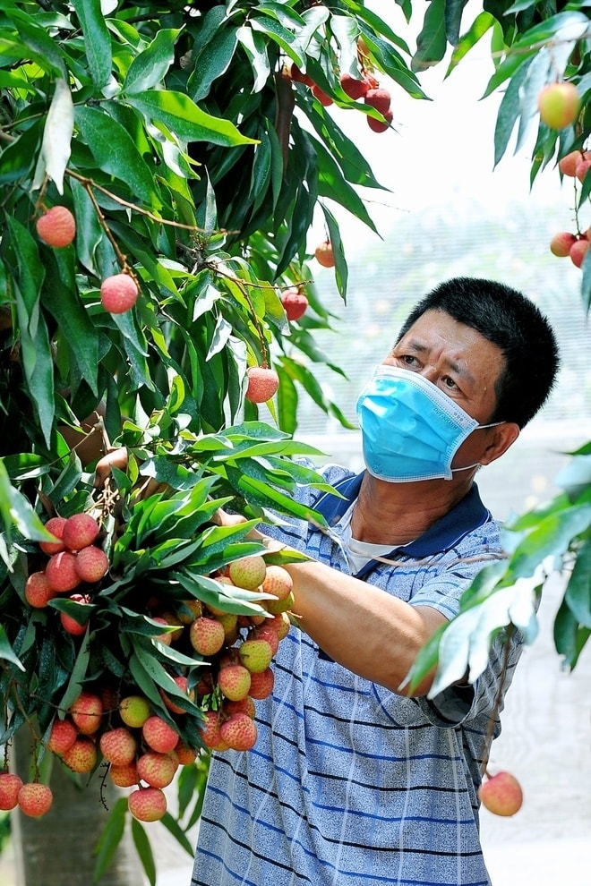 Doanh nghiệp gom mua, vải Thanh Hà tiêu chuẩn quốc tế 'cháy hàng' - 2