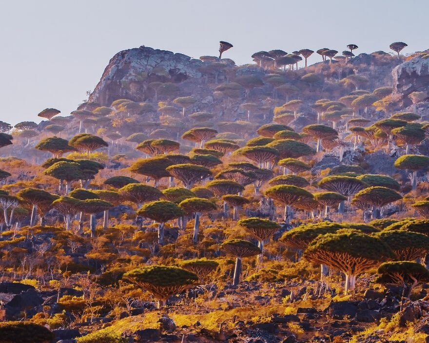 dao Socotra noi tieng voi cay mau rong anh 2