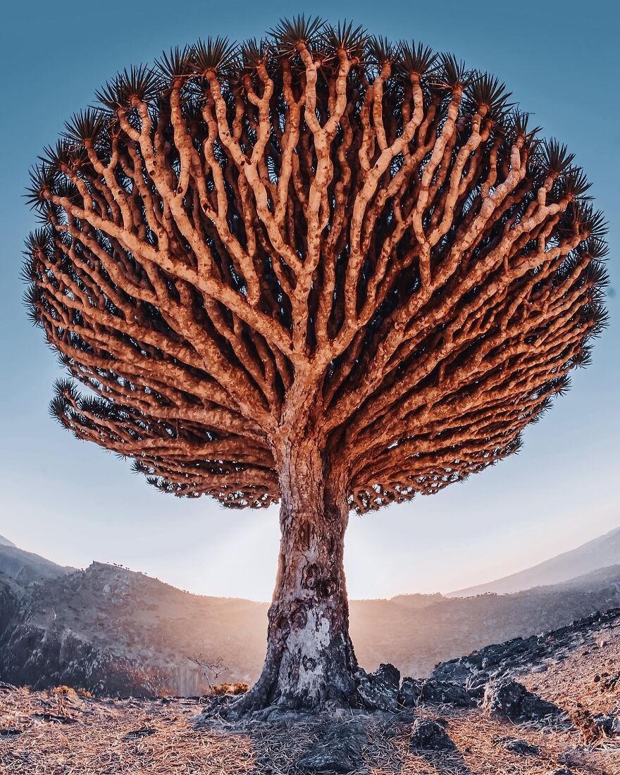 dao Socotra noi tieng voi cay mau rong anh 5