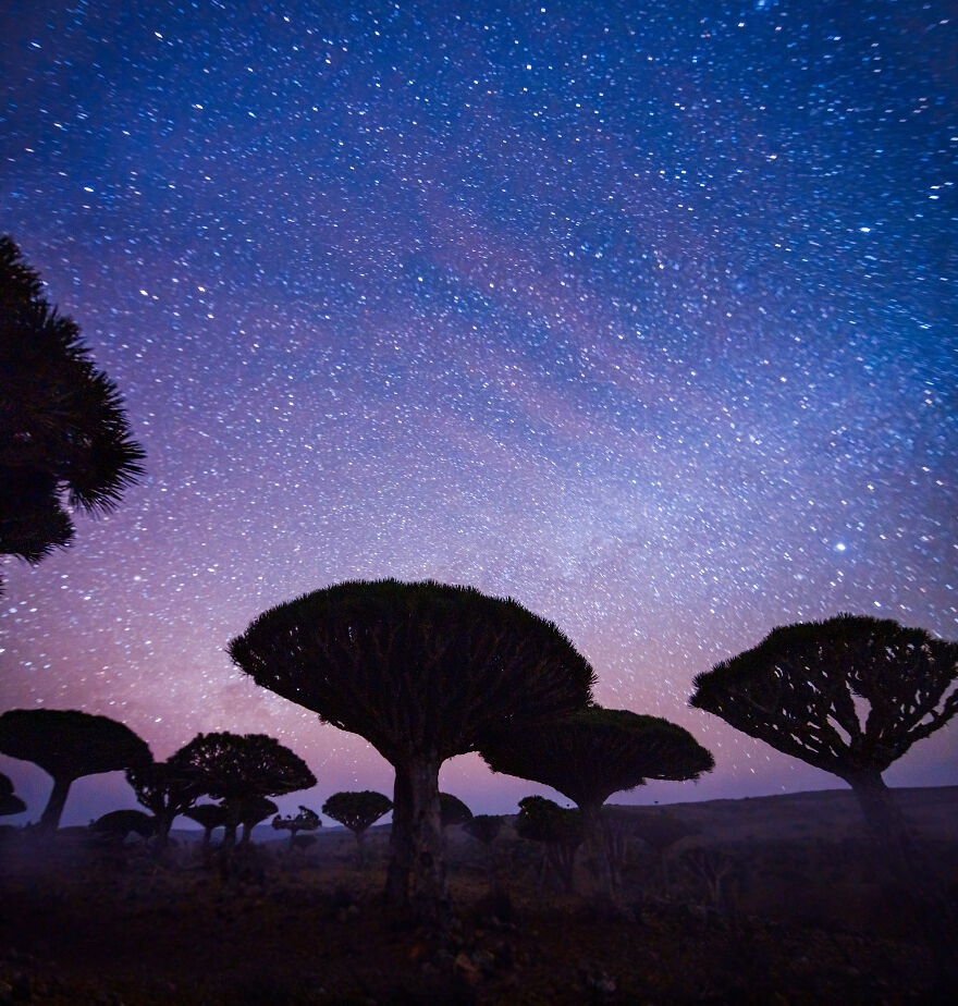 dao Socotra noi tieng voi cay mau rong anh 9