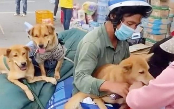 Cà Mau yêu cầu báo cáo vụ tiêu hủy 13 con chó của người về quê - Ảnh 1.