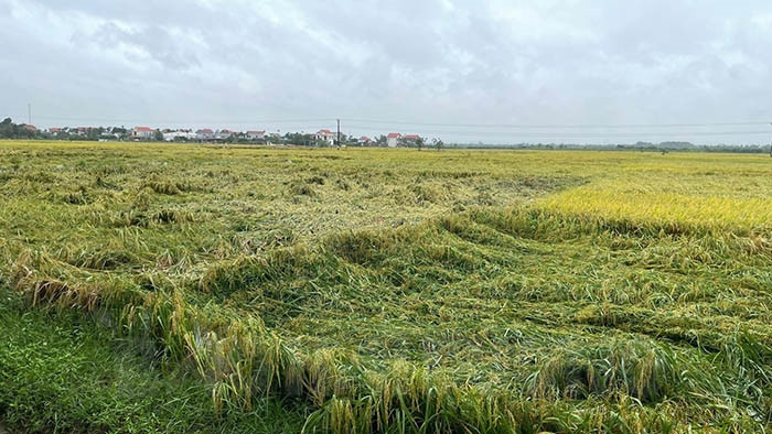 Hơn 7.700 ha lúa, rau màu bị ảnh hưởng bởi mưa lớn
