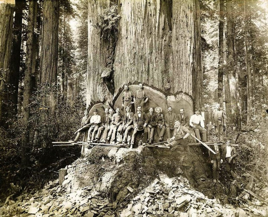 Trong bức ảnh từ đầu những năm 1900 này là những người thợ rừng đốn hạ cây gỗ đỏ khổng lồ ở khu vực ven biển phía bắc California. Xét tới việc chỉ sử dụng cưa và rìu, thật ấn tượng khi nào họ có thể hạ gục những cây gỗ khổng lồ như vậy. Ấn tượng hơn nữa là cách họ vận chuyển chúng chỉ bằng ngựa và bò.