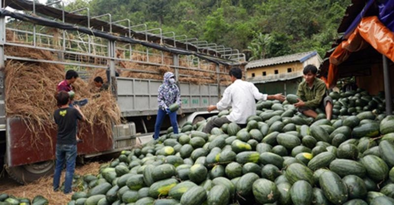 Xuất khẩu dưa hấu sang Trung Quốc sắp tới sẽ gặp nhiều khó khăn.