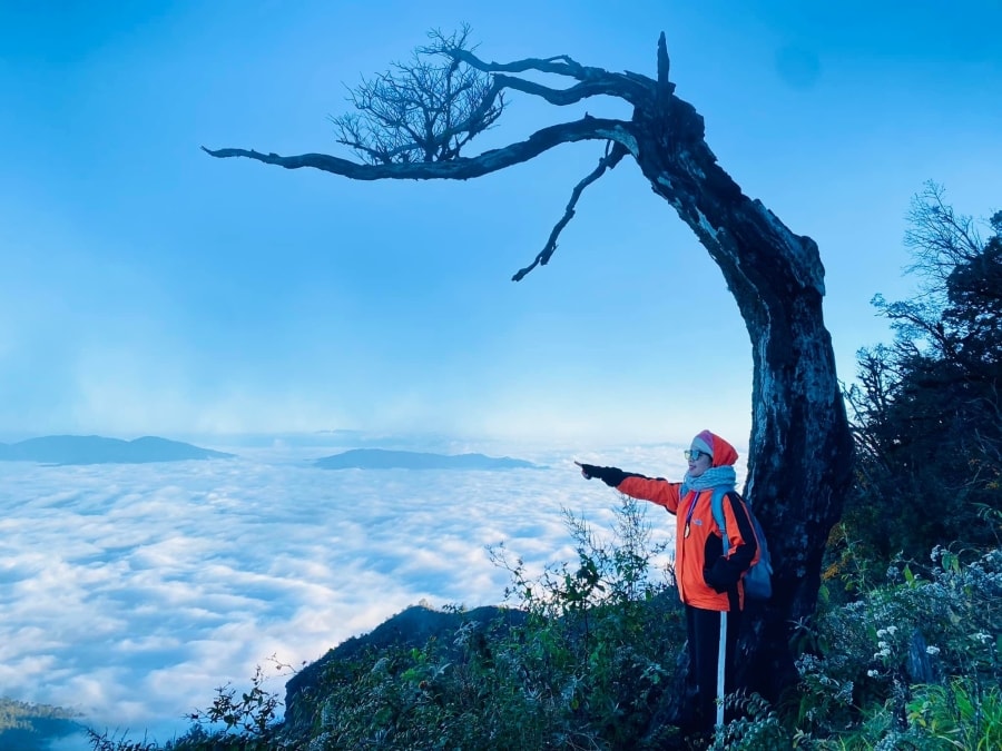 Du khách tiếc nuối cây phong ba 'biểu tượng Lảo Thẩn' ở Y Tý bị đốn hạ