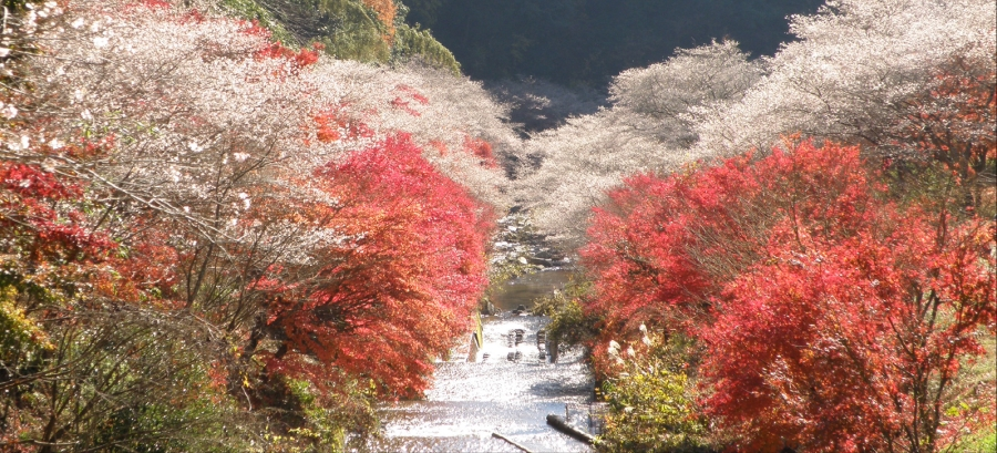 Hoa anh đào,Du lịch Nhật Bản