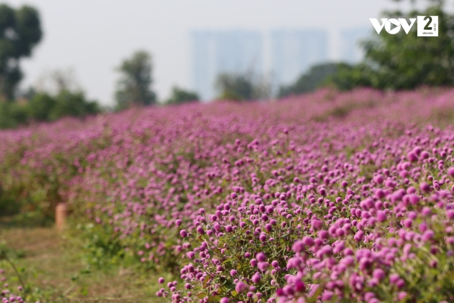 Anh Trương Thế Hùng, chủ vườn vườn hoa cho biết trước đây cúc bách nhật chỉ có màu đỏ và trắng, nhưng hai năm gần đây được lai tạo và cho ra cánh đồng hoa màu hồng tím.