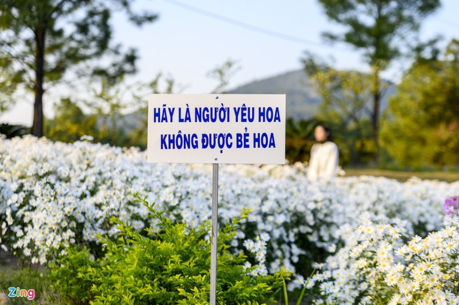 Cuc hoa mi,  Ho Yen Trung,  Uong Bi,  Quang Ninh,  chup anh,  vuon hoa,  rung thong,  Da Lat thu nho anh 5