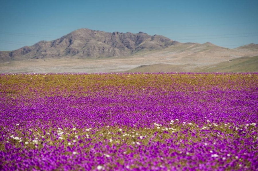 Do các tác động của biến đổi khí hậu, hiện tượng hoa nở tại sa mạc Atacama ngày càng diễn ra với tần suất cao hơn trước. Nguồn ảnh: El Universo