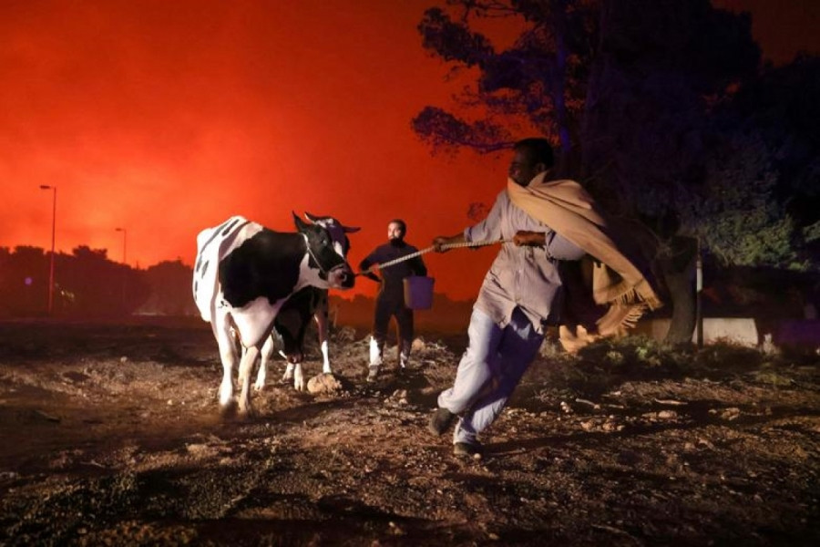 Người dân địa phương sơ tán gia súc khi đám cháy rừng lan tới khu vực ngoại ô Thrakomakedones, phía Bắc thủ đô Athens của Hy Lạp ngày 7/8/2021.