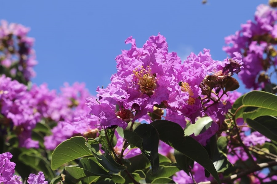 Crape myrtles: Flowers don’t tell, they show hinh anh 1