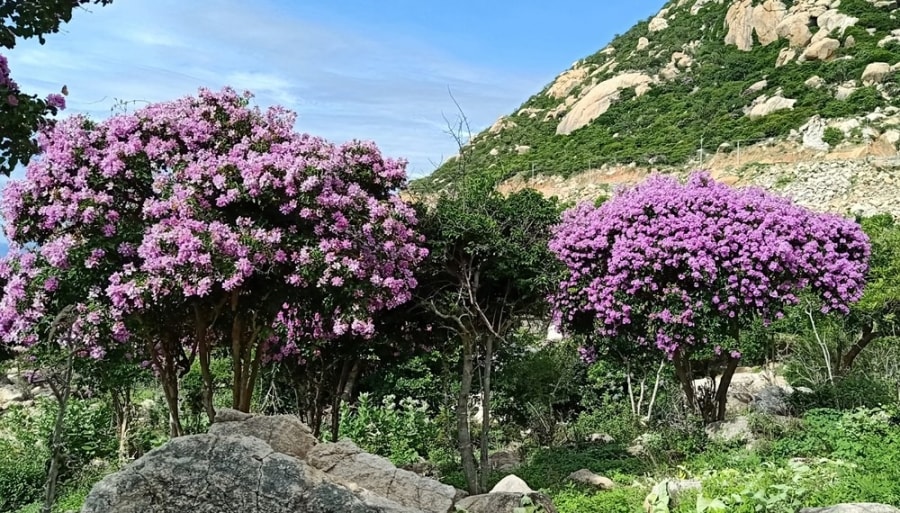 Crape myrtles: Flowers don’t tell, they show hinh anh 2