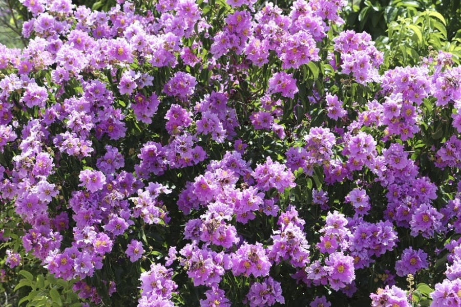 Crape myrtles: Flowers don’t tell, they show hinh anh 3