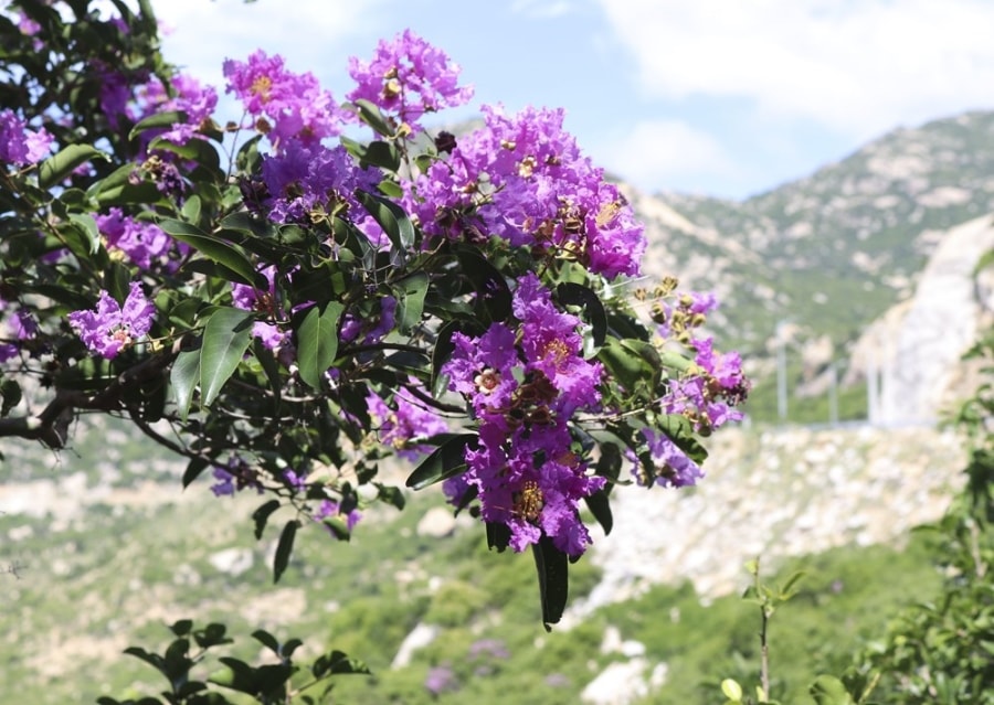 Crape myrtles: Flowers don’t tell, they show hinh anh 4