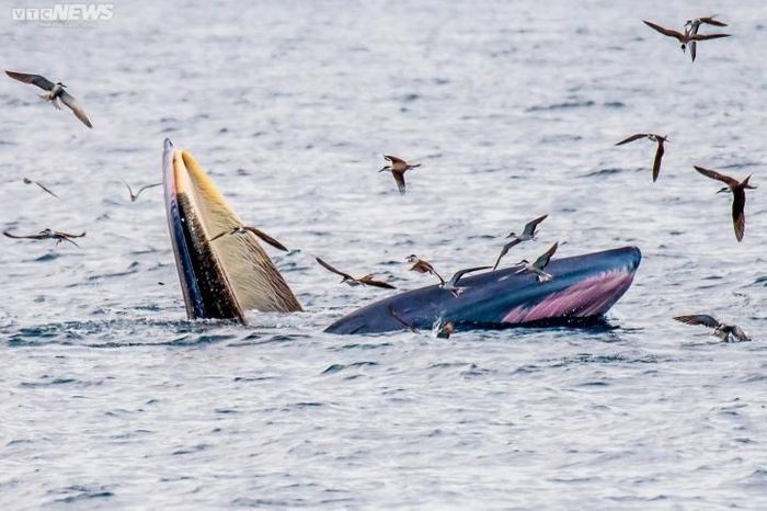 Hình ảnh cá voi săn mồi tại biển Đề Gi - Vũng Bồi ( Ảnh: Dũng Nhân)