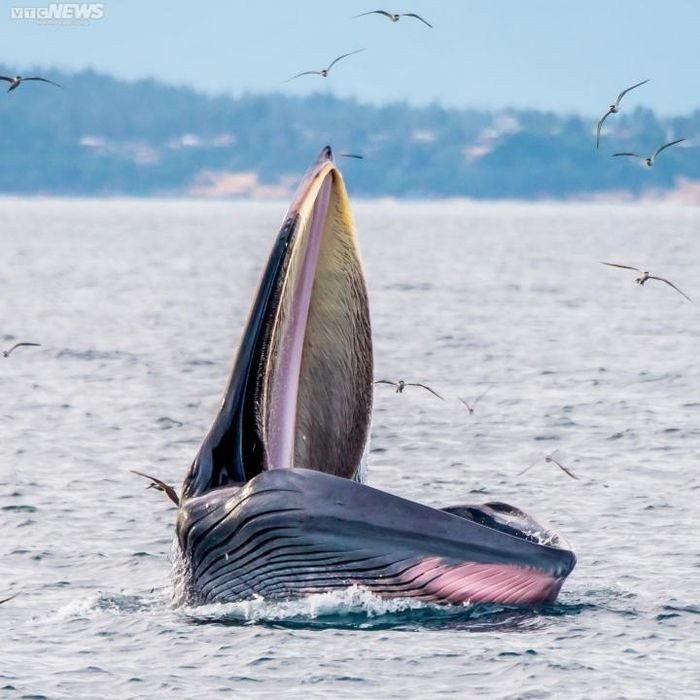 Cá voi về săn mồi minh chứng rằng vùng biển nơi đây sạch sẽ, ấm áp và nhiều thức ăn (Ảnh: Dũng Nhân).
