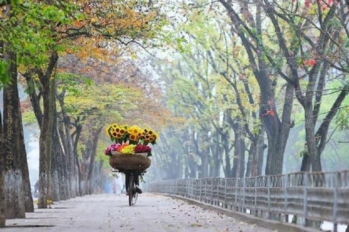 Mùa thu Hà Nội mang vẻ đẹp bình dị, nhẹ nhàng. Khắp phố phường là những tán lá xen lẫn màu đỏ và màu vàng, bầu trời xanh trong, mát mẻ. (Ảnh: Internet)