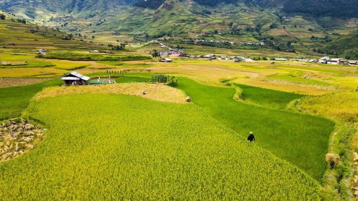 Trong hai ngày 17 và 18/9, tuần đầu các đồng lúa chín ở Mù Cang Chải (Yên Bái) chuyển màu vàng rực, du khách từ các tỉnh, thành đang kéo nhau về tham quan. 