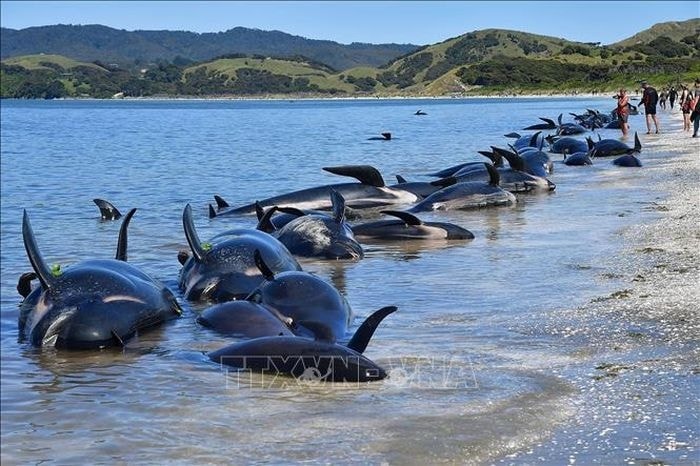Cá voi hoa tiêu chết do mắc cạn tại bãi biển Farewell Spit, New Zealand, ngày 11/2/2017. Ảnh tư liệu: AFP/TTXVN