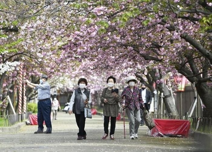 Khách du lịch ngắm hoa anh đào nở rộ tại Osaka, Nhật Bản. (Ảnh: Kyodo/TTXVN)