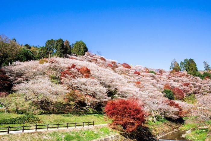  Mùa xuân ở Nhật Bản nổi tiếng với sắc hoa anh đào đua nở. Tới thu, mùa lá vàng cũng trở thành 