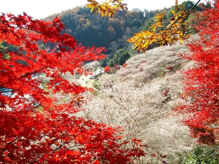  Lý do Obara đặc biệt như vậy là nơi đây có tới 10.000 cây anh đào Shikizakura. Loài cây này nở 2 lần trong năm, một vào mùa xuân và lần còn lại vào mùa thu. Ảnh: Alchinavi. 
