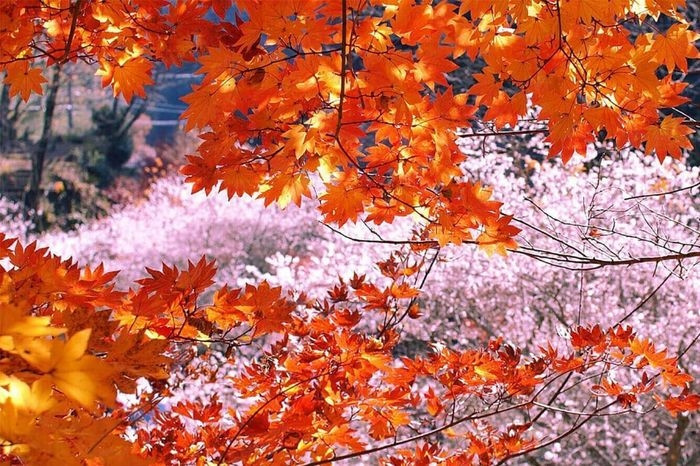  Nhờ sở hữu loài cây đặc biệt này, Obara có thể tổ chức lễ hội ngắm hoa anh đào thường niên vào mùa thu. Năm nay, lễ hội bắt đầu từ 12/11 đến 30/11 và miễn phí vé vào cửa. Ảnh: Hi Asia. 