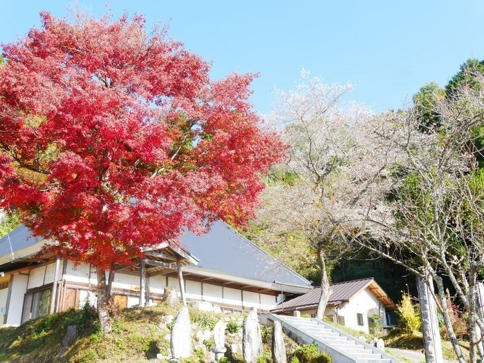 Theo ghi chép, thầy thuốc samurai Genseki Fujimoto đã mang cây Shikizakura đầu tiên tới Obara vào đầu những năm 1800. Cây này được ông đem về từ một ngôi đền ở Nagoya. Sau đó, 10.000 cái cây khác đã mọc lên khắp Obara. Một trong những cây Shikizakura lâu đời nhất ở Obara đã hơn 100 tuổi. Nó được trồng tại Toyota và được xem là Đài tưởng niệm Tự nhiên của Aichi. Ảnh: Aichi Now. 