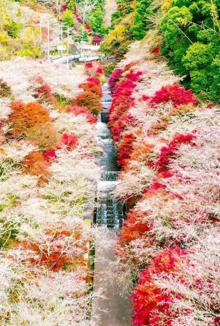 Khi tới Obara, Senmi Shikizakura no Sato được xem là điểm đến hàng đầu với du khách ngắm hoa. Khu vực này có khoảng 1.200 cây anh đào được trồng trên ngọn đồi thấp. Đền Senmi Yakushiji cũng là một lựa chọn. Du khách có thể chiêm ngưỡng anh đào trái mùa khi bước đi trên những bậc đá dẫn tới ngôi đền. Ảnh: Nipponclas.
