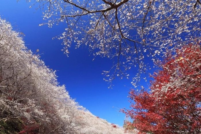  Nhìn chung, Aichi hay Obara đều không phải điểm dừng chân quá nổi tiếng với khách du lịch. Tuy nhiên, nếu muốn một lần trải nghiệm nhìn anh đào nở mùa thu, đây chắc chắn là điểm đến không thể bỏ qua. Ảnh: Japankuru. 