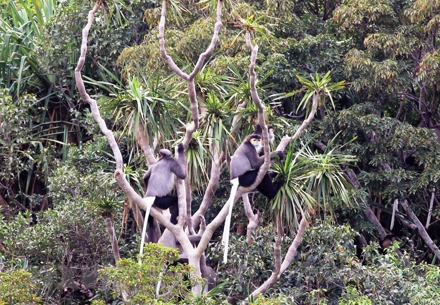 Gorgeous beauty of Nui Chua Biosphere Reserve hinh anh 1