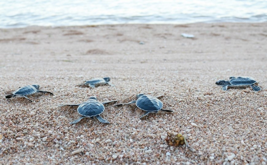 Gorgeous beauty of Nui Chua Biosphere Reserve hinh anh 5