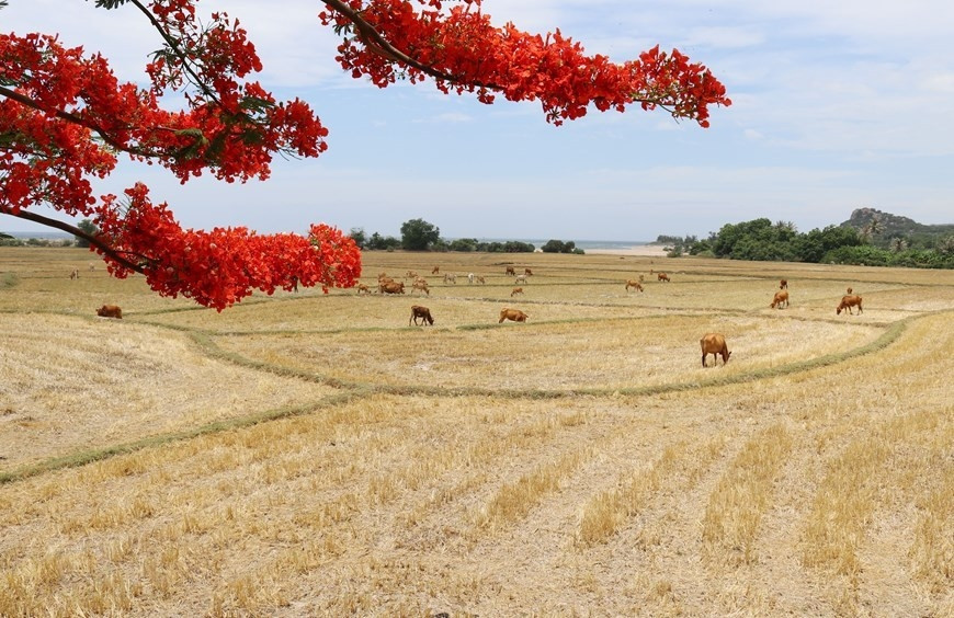 Gorgeous beauty of Nui Chua Biosphere Reserve hinh anh 7