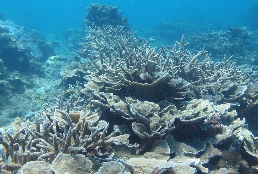 Gorgeous beauty of Nui Chua Biosphere Reserve hinh anh 9