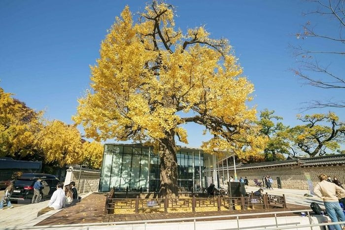  Cây Ngân hạnh cổ có tuổi đời gần 400 năm tại lối vào Cung điện Changdeokgung, Cung lớn thứ 2 ở Thủ đô Seoul. (Ảnh: Anh Nguyên/TTXVN) 