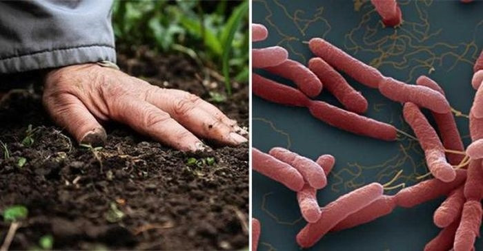 Vi khuẩn gây bệnh Whitmore có trong đất, nước nhiễm khuẩn và xâm nhập vào cơ thể qua da, qua vết thương hở.