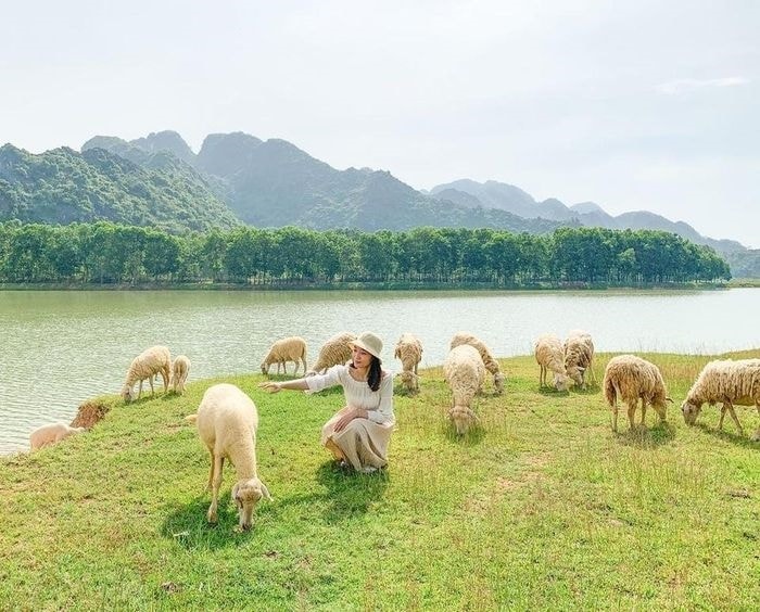  Đồng cừu Ninh Bình thơ mộng với những chú cừu trắng muốt thân thiện. Ảnh: @nerissatruong, Check in Viet Nam. 