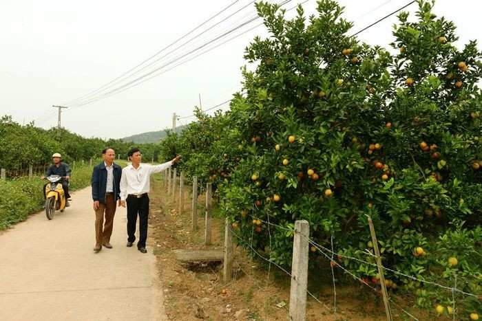 Thời điểm này tại Lục Ngạn, đến đâu du khách cũng bắt gặp vườn cam, bưởi chín vàng. Ảnh: Vườn cam lòng vàng tại thôn Nam Điện, xã Nam Dương.
