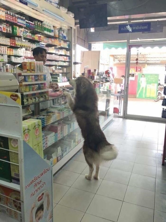 'Sen' bị bệnh nên đích thân 'boss' phải đến quầy thuốc. 