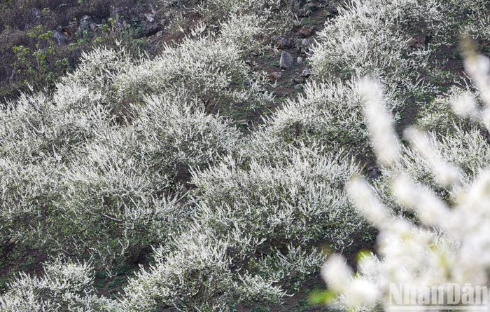 Hoa mận ở Mộc Châu thường trồng tập trung ở một khu vực, chứ không rải rác từng vườn, từng nhà riêng lẻ như các địa phương miền núi phía bắc khác. Nên khi ra hoa toàn bộ cánh rừng hay thung lũng trồng mận sẽ đồng loạt nở, tạo nên một bức tranh mùa xuân tuyệt vời.