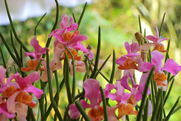 Singapore lấy tên Thủ tướng Phạm Minh Chính và phu nhân đặt cho loài hoa lan mới - Ảnh 3.